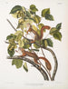 Sciurus hudsonius Hudsonbaars eekhoorn Natuurlijke grootte - John Woodhouse Audubon — weergave van het kunstwerk