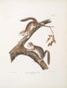 Eekhoorn met pluimstaart Sciurus laniginosus, natuurlijke grootte - John Woodhouse Audubon — weergave van het kunstwerk