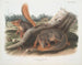Eekhoorn op ware grootte - John Woodhouse Audubon — weergave van het kunstwerk