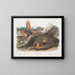 Eekhoorn op ware grootte - John Woodhouse Audubon — ingelijst kunstwerk aan de muur