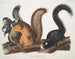 Natuurlijke formaat eekhoorn schilderij van Fox - John Woodhouse Audubon — weergave van het kunstwerk