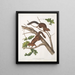 Sciurus mollipilosus Eekhoorn met zachte vacht Natuurlijke grootte - John Woodhouse Audubon — ingelijst kunstwerk aan de muur