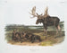 Serviteur des élans - John Woodhouse Audubon — weergave van het kunstwerk