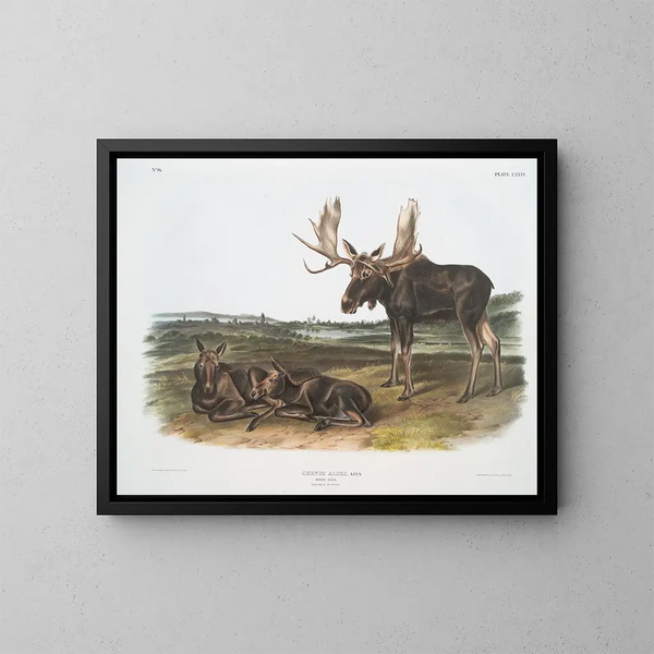 Serviteur des élans - John Woodhouse Audubon — framed artwork on a wall