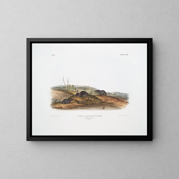 Sorex carolinensis, Carolina shrew, males and females, life size - John Woodhouse Audubon — framed artwork on a wall