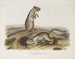 van Douglas's Eekhoorn op ware grootte - John Woodhouse Audubon — weergave van het kunstwerk
