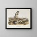 van Douglas's Eekhoorn op ware grootte - John Woodhouse Audubon — ingelijst kunstwerk aan de muur