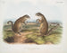 Franklin Marmot mannetje en vrouwtje op ware grootte - John Woodhouse Audubon — weergave van het kunstwerk
