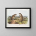 Franklin Marmot mannetje en vrouwtje op ware grootte - John Woodhouse Audubon — ingelijst kunstwerk aan de muur