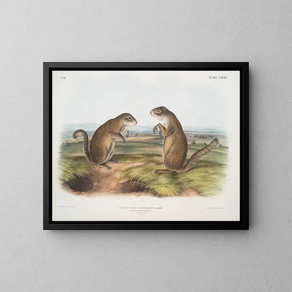 Marmotte de Franklin mâle et femelle à taille naturelle - John Woodhouse Audubon — framed artwork on a wall