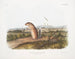 Spermophile mexicain, eekhoorn marmotte mannetje, natuurlijke grootte - John Woodhouse Audubon — weergave van het kunstwerk