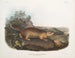 Spermophile de Parry op ware grootte - John Woodhouse Audubon — weergave van het kunstwerk