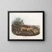 Spermophile de Parry op ware grootte - John Woodhouse Audubon — ingelijst kunstwerk aan de muur