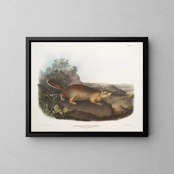 Spermophile de Parry taille naturelle - John Woodhouse Audubon — framed artwork on a wall