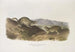 Spermophilus Richardsonii, spermophile de Richardson, taille naturelle - John Woodhouse Audubon — weergave van het kunstwerk