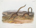 Spermophile annelé taille naturelle - John Woodhouse Audubon — weergave van het kunstwerk