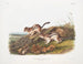 Spermophile latéral taille naturelle - John Woodhouse Audubon — weergave van het kunstwerk