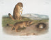 Spermophile de Ludovic - John Woodhouse Audubon — weergave van het kunstwerk