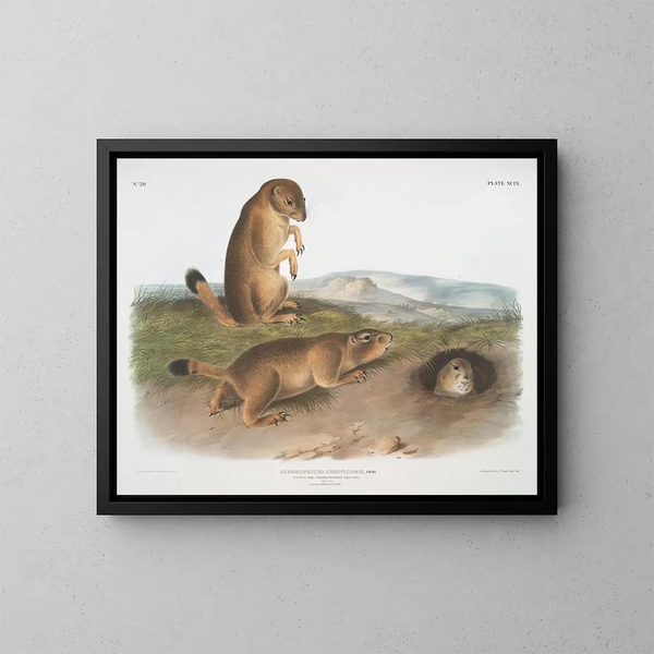 Spermophile de Ludovic - John Woodhouse Audubon — framed artwork on a wall