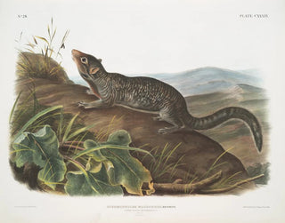 van een mannelijke grote staart eekhoorn op ware grootte - John Woodhouse Audubon — weergave van het kunstwerk