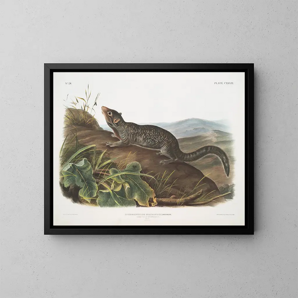 Spermophile à grande queue mâle taille naturelle - John Woodhouse Audubon — framed artwork on a wall