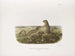 Spermophile à treize bandes, taille naturelle, mâle et femelle - John Woodhouse Audubon — weergave van het kunstwerk