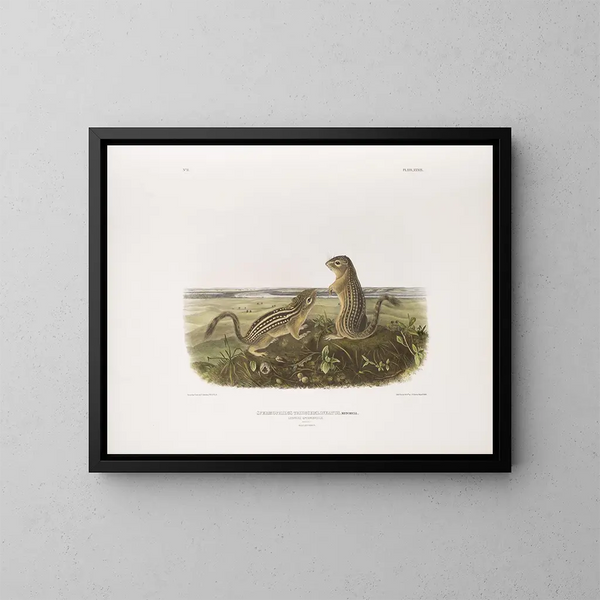 Spermophile à treize bandes, taille naturelle, mâle et femelle - John Woodhouse Audubon — framed artwork on a wall
