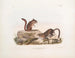Eekhoorn Townsend in natuurlijke grootte - John Woodhouse Audubon — weergave van het kunstwerk