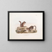 Eekhoorn Townsend in natuurlijke grootte - John Woodhouse Audubon — ingelijst kunstwerk aan de muur