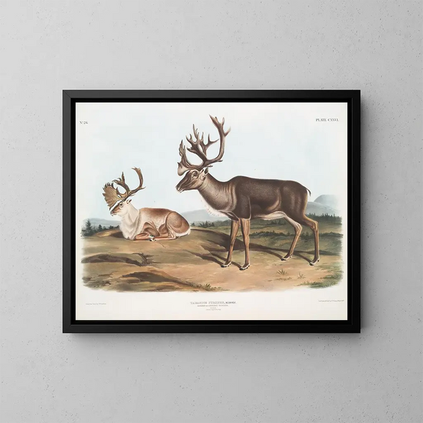 Caribou or American male reindeer 1 summer coat 2 winter coat - John Woodhouse Audubon — framed artwork on a wall