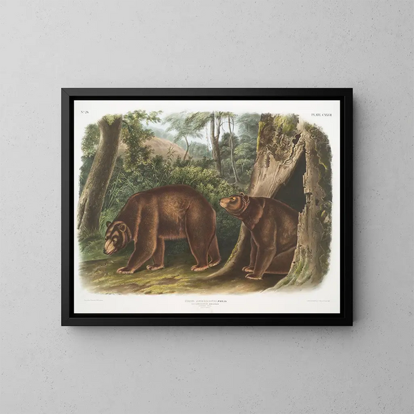 the American Black Bear, cinnamon variety, male and female - John Woodhouse Audubon — framed artwork on a wall