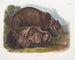 Grizzly Beer - John Woodhouse Audubon — weergave van het kunstwerk