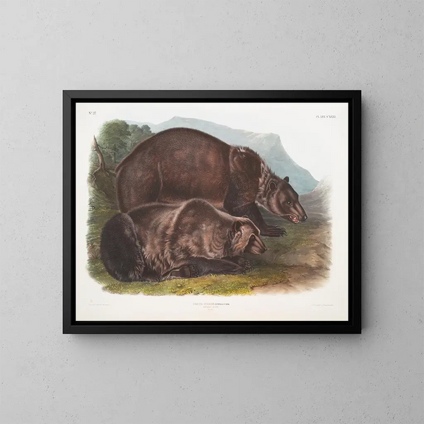Grizzly Bear Male - John Woodhouse Audubon — framed artwork on a wall