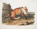 Vos rood Amerikaans mannelijk - John Woodhouse Audubon — weergave van het kunstwerk