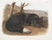 Zwart vos of Amerikaans zilver - John Woodhouse Audubon — weergave van het kunstwerk