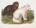 van een Arctic vos in de winter en de zomer - John Woodhouse Audubon — weergave van het kunstwerk