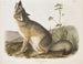 Snelle vos natuurlijke maat mannelijk - John Woodhouse Audubon — weergave van het kunstwerk