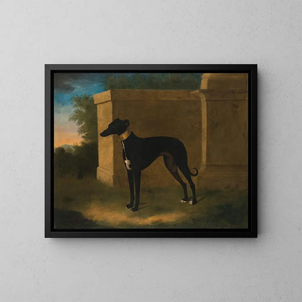 Portrait of a Greyhound named Pompon - John Wootton — framed artwork on a wall