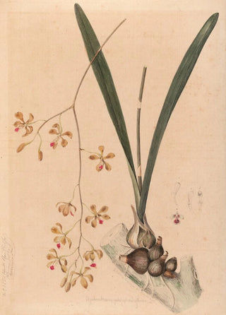 Joo Barbosa Rodrigues - Iconographie des orchidees du Bresil Pl11.webp
