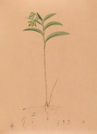 Joo Barbosa Rodrigues - Iconographie des orchidees du Bresil Pl17.webp