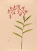 Iconography of Brazilian orchids Pl18 - João Barbosa Rodrigues — artwork view