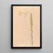 Iconography of Brazilian orchids Pl22 - João Barbosa Rodrigues — framed artwork on a wall