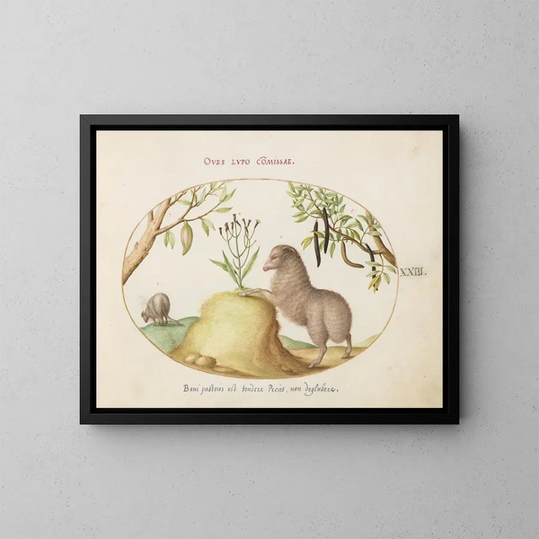 a sheep with a fat tail, a long-tailed sheep, a cassia purgatrix, and other plants - Joris Hoefnagel — framed artwork on a wall