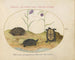 Een Hermann schildpad of Griekse schildpad, twee Europese waterschildpadden en twee fritillaries - Joris Hoefnagel — weergave van het kunstwerk