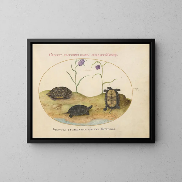 a Hermann's turtle or Greek turtle, two European pond turtles, and two fritillaries - Joris Hoefnagel — framed artwork on a wall