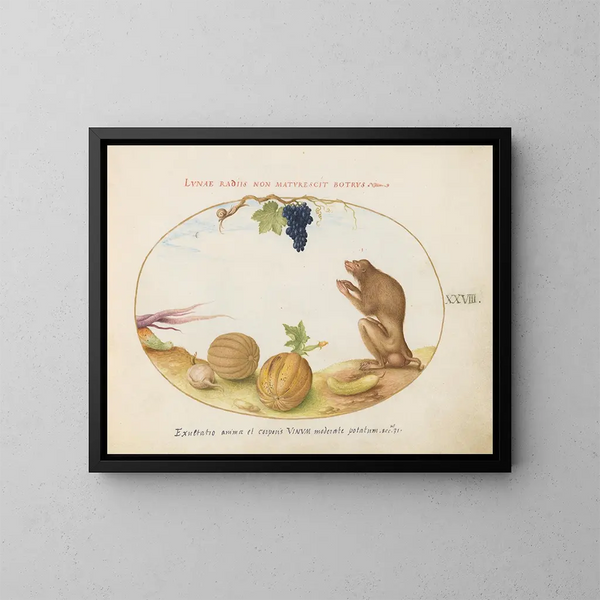 a Barbary macaque tartarin with a fruit and a snail - Joris Hoefnagel — framed artwork on a wall