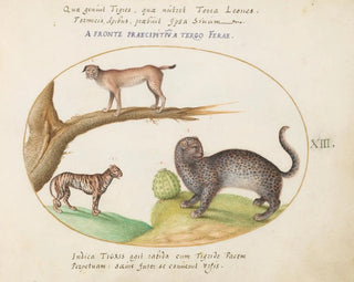 Joris Hoefnagel - A Tiger a Lynx and a Jaguar.webp