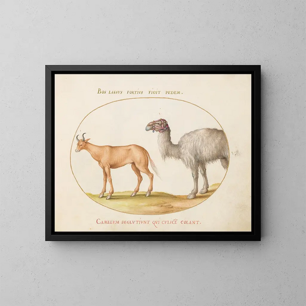 a cow and a camel - Joris Hoefnagel — framed artwork on a wall