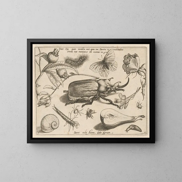 Archetypes and studies of Father Georgius Hoefnagel - Joris Hoefnagel — framed artwork on a wall
