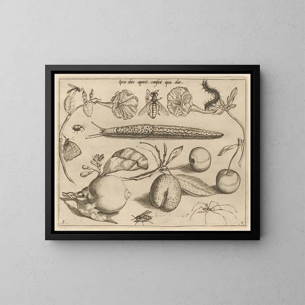 Archetypes en studies van vader Georgius Hoefnagel Pl11 - Joris Hoefnagel — ingelijst kunstwerk aan de muur